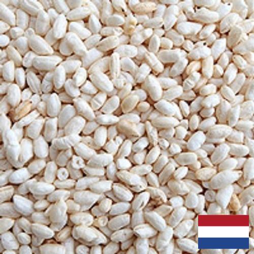 Воздушный рис из Нидерландов