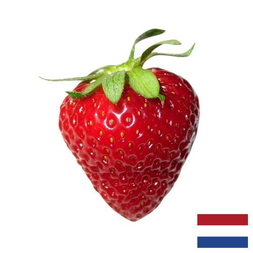 Земляника из Нидерландов