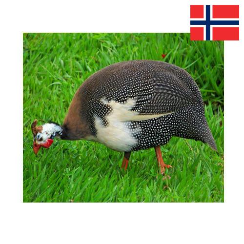 птица из Норвегии