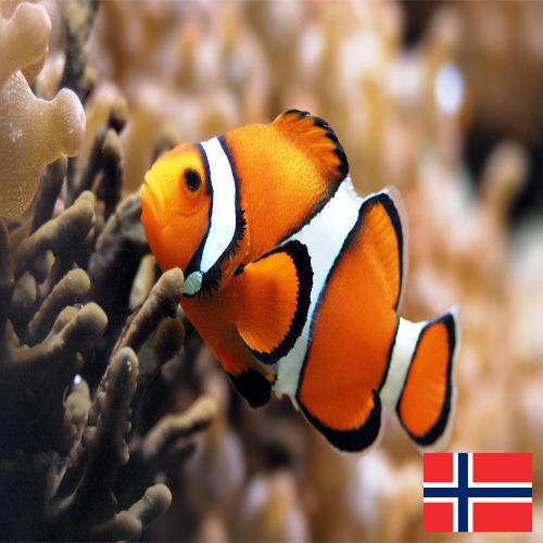 рыба из Норвегии