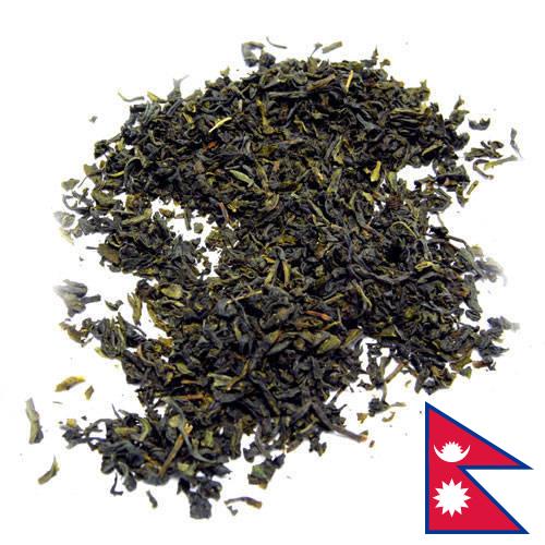 чай крупнолистовой из Непала