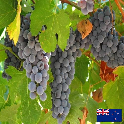 вино виноградное из Новой Зеландии