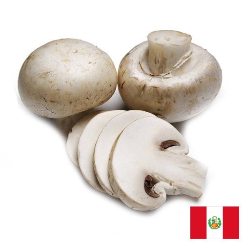 Грибы из Перу