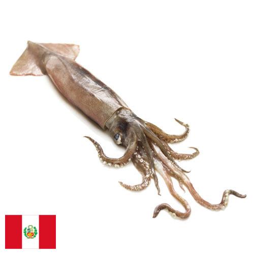 Кальмары из Перу