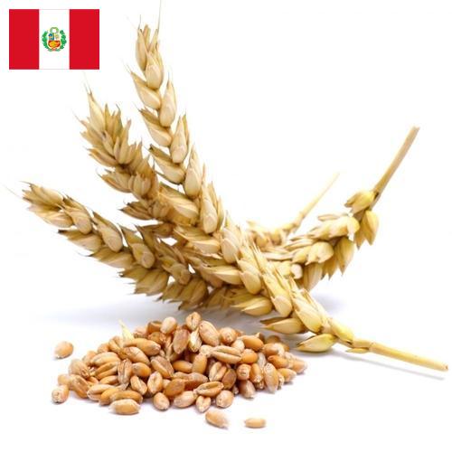 Пшеница из Перу