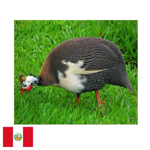 птица из Перу