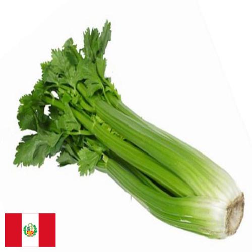 Сельдерей из Перу