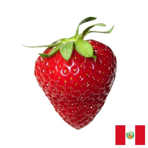 Земляника из Перу