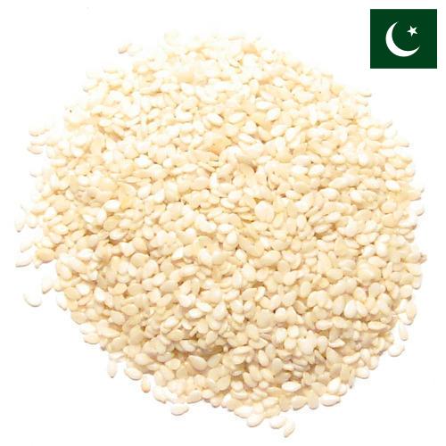 кунжут семена из Пакистана