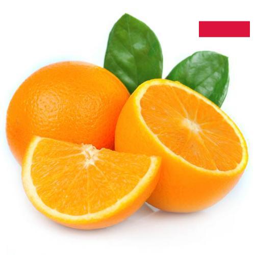 апельсины свежие из Польши