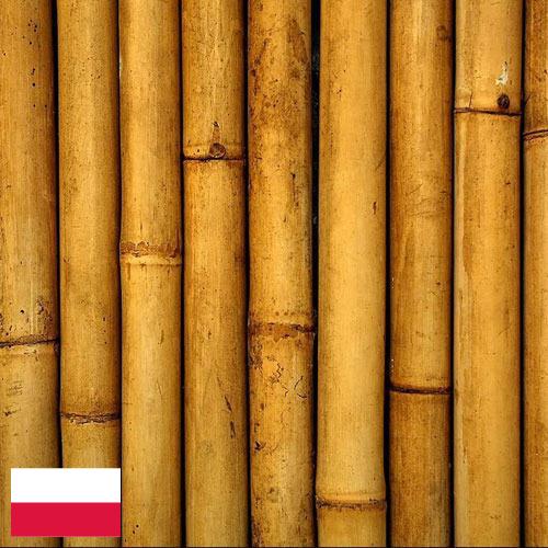 Бамбук из Польши