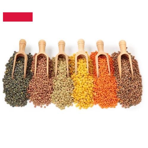 Бобовые культуры из Польши