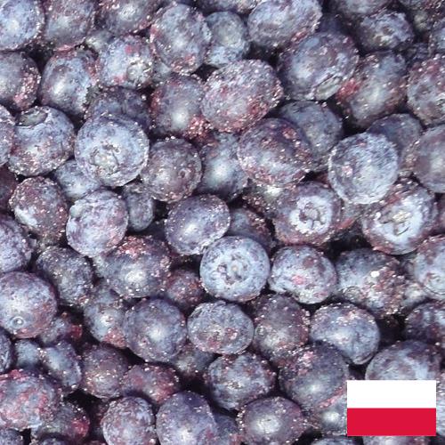 черника замороженная из Польши