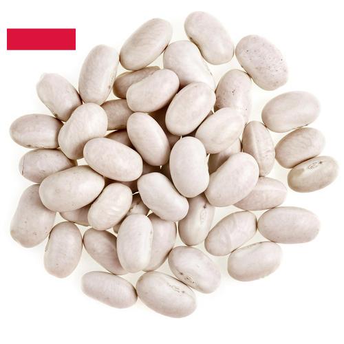 фасоль белая из Польши