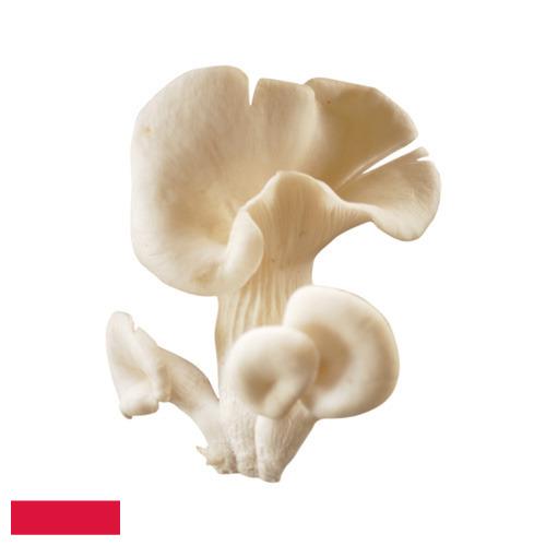 грибы вешенки из Польши