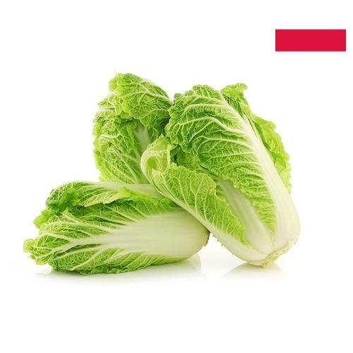 Капуста китайская из Польши