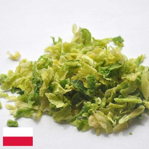 капуста сушеная из Польши