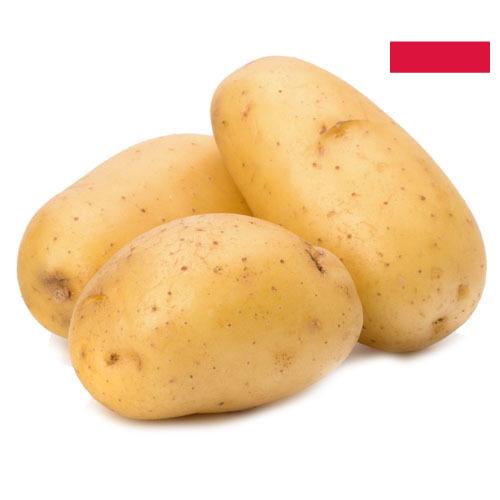 картошка из Польши