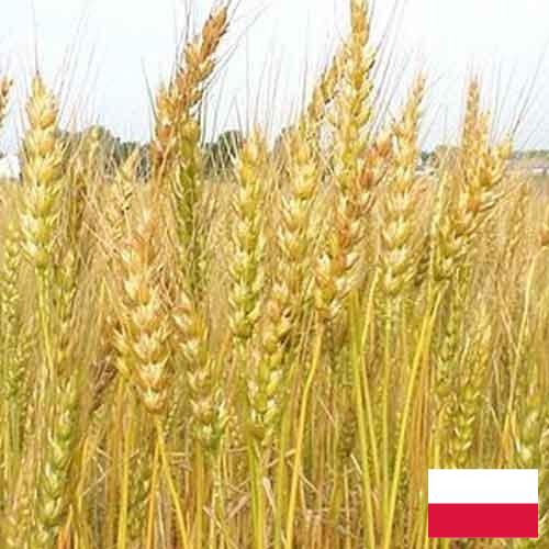 Кормовые культуры из Польши