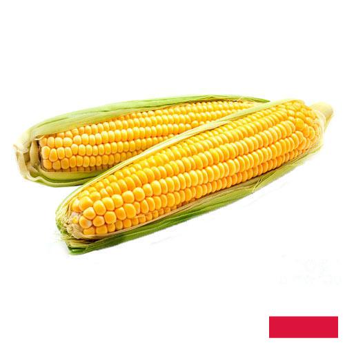 Кукуруза из Польши
