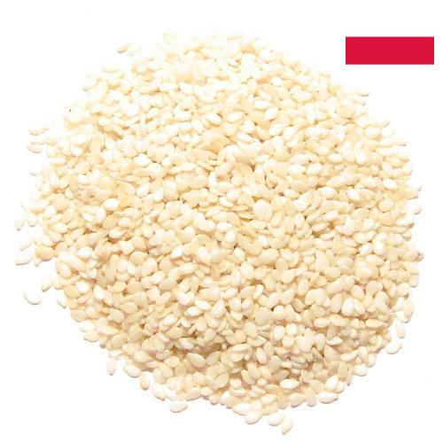 кунжут семена из Польши