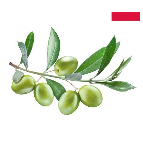 маслины оливки из Польши