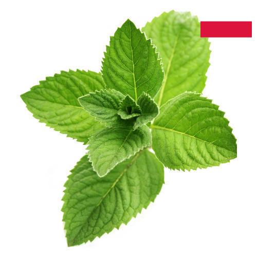 Ментол из Польши