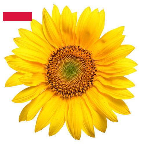 Подсолнечник из Польши