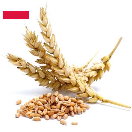 Пшеница из Польши