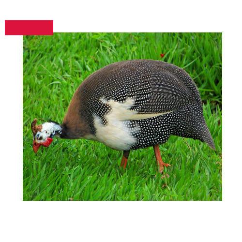 птица из Польши