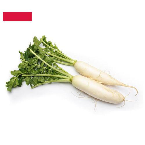 Редька из Польши