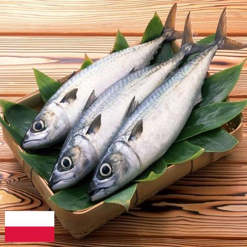 рыба свежая из Польши