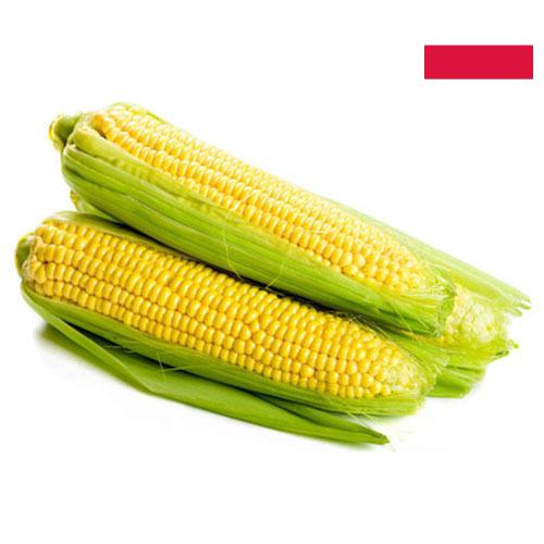 Сахарная кукуруза из Польши