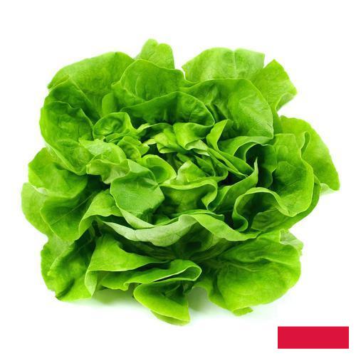 салат из Польши