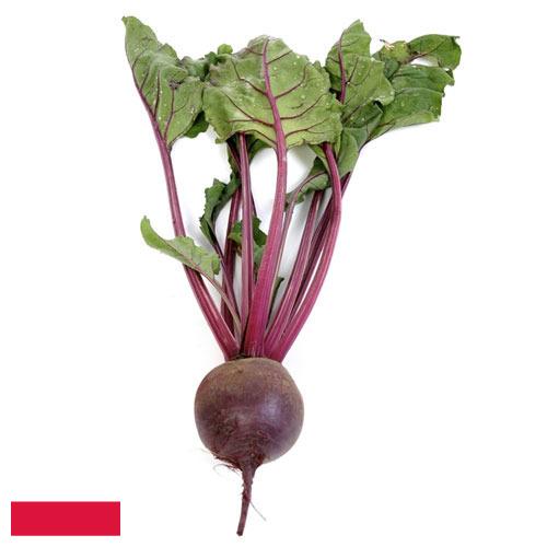 Свекла столовая из Польши