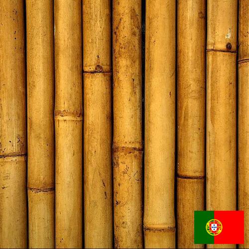 Бамбук из Португалии