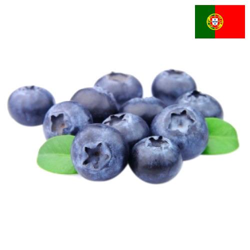 Черника из Португалии