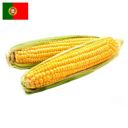 Кукуруза из Португалии