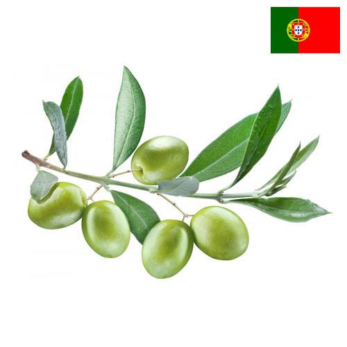 маслины оливки из Португалии