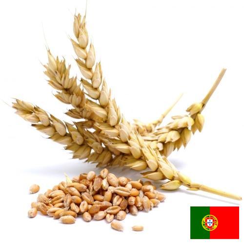 Пшеница из Португалии