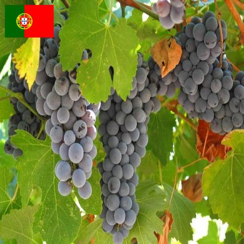 вино виноградное из Португалии