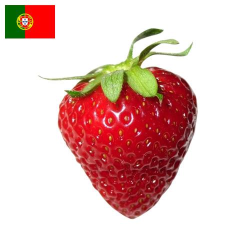 Земляника из Португалии