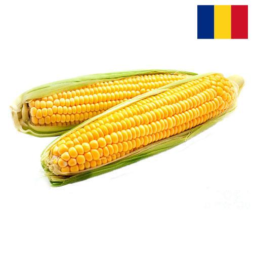 Кукуруза из Румынии