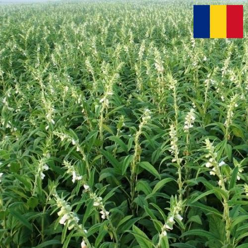 Кунжут из Румынии