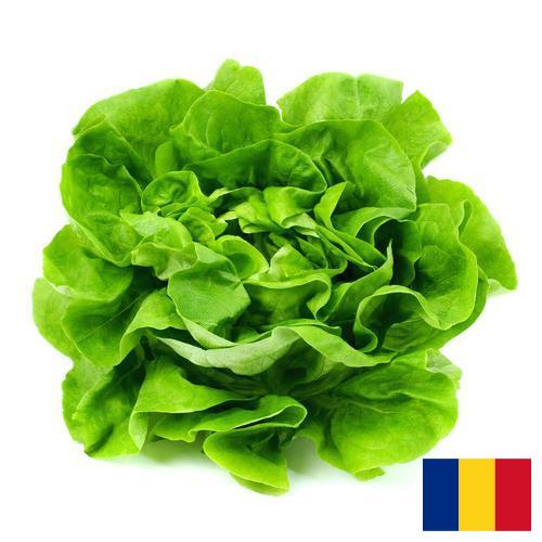 салат из Румынии