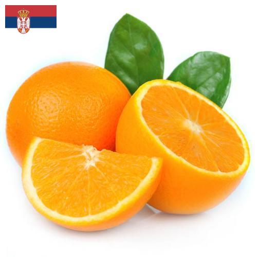 апельсины свежие из Сербии