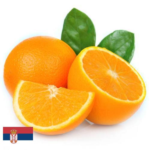 Апельсины из Сербии