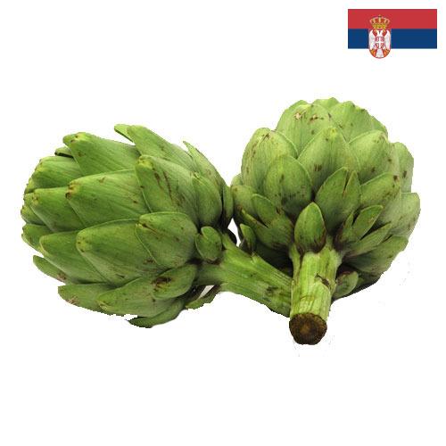 артишок из Сербии