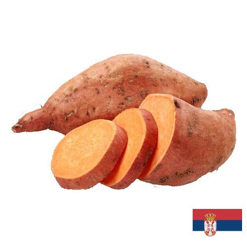 батат из Сербии