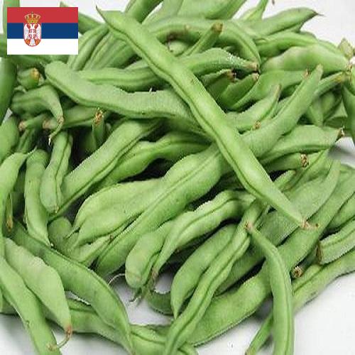 Бобы из Сербии